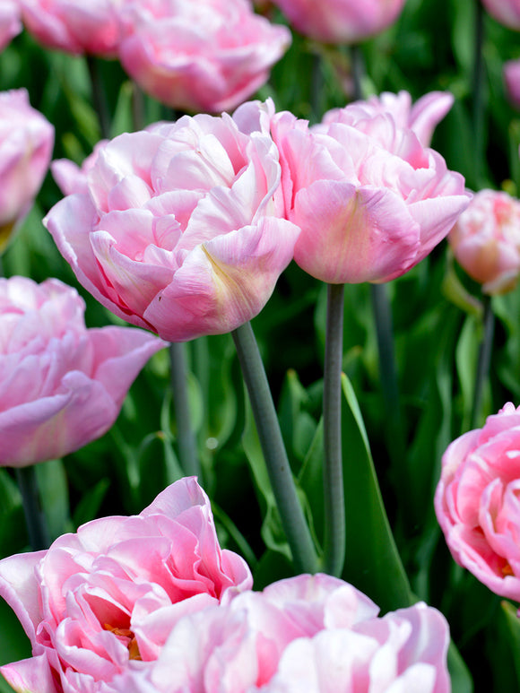 Peony Tulip Bulbs Perfect Wedding Pink
