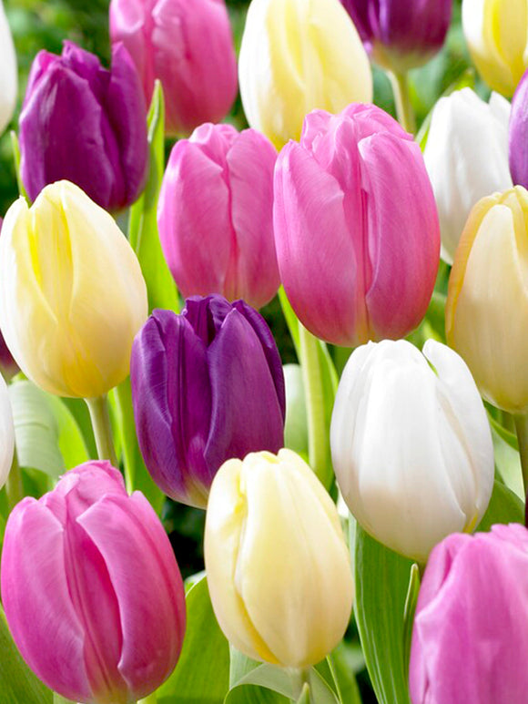 Purple and Yellow Pastel Coloured Tulip Bulb Mix