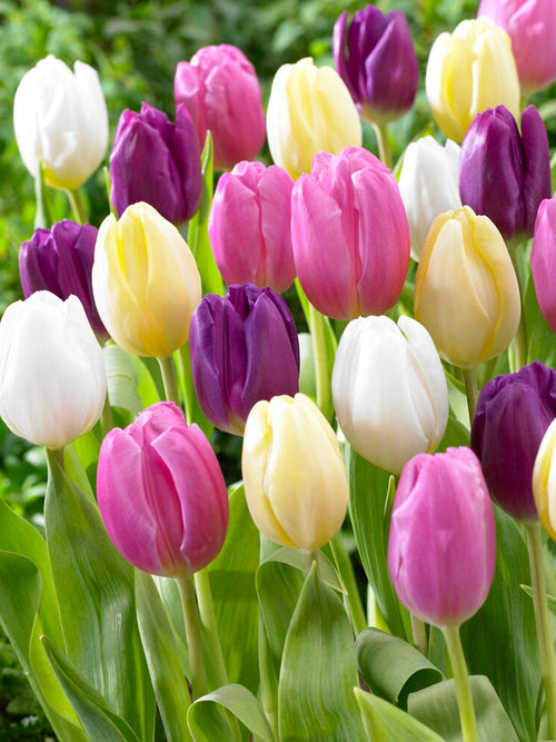 Purple and Yellow Pastel Coloured Tulip Bulb Mix