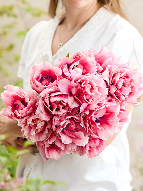 Tulip Precious Pink