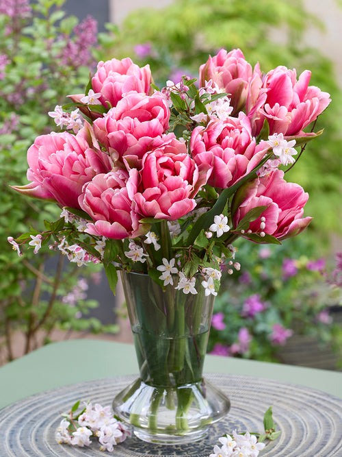 Tulip Precious Pink