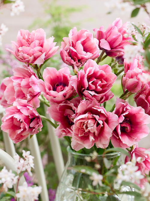 Tulip Precious Pink