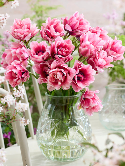Tulip Precious Pink