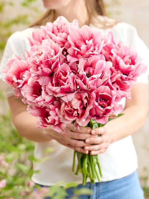 Tulip Precious Pink
