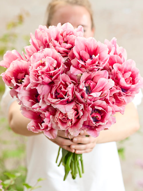 Tulip Precious Pink