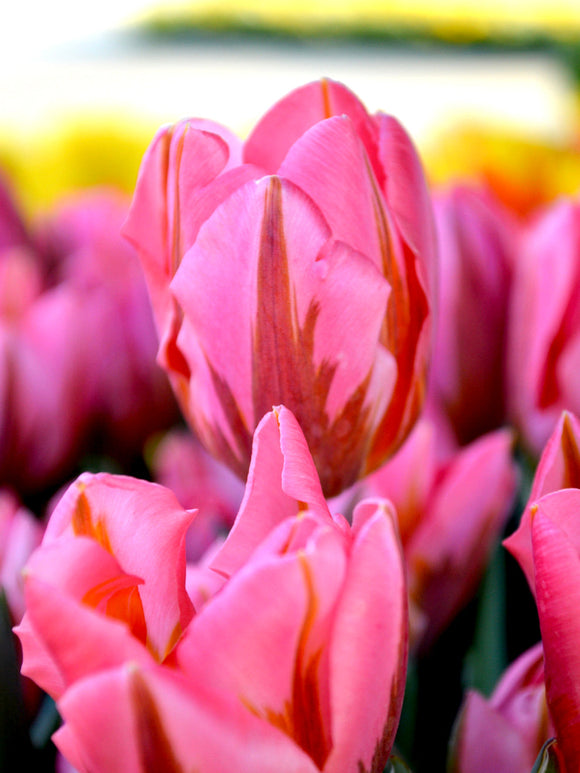 Tulip Pretty Princess Flower Bulbs UK shipping