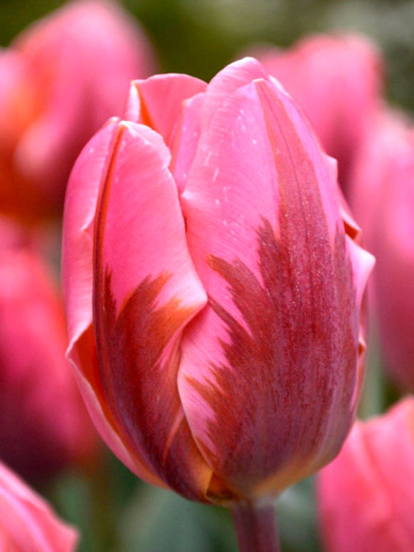 Tulip Pretty Princess Flower Bulbs Pink For Autumn Planting