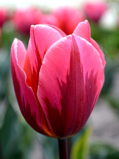 Tulip Pretty Princess Flower Bulbs Pink For Fall Planting UK