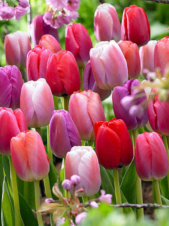 Pink and red tulip mix spring border