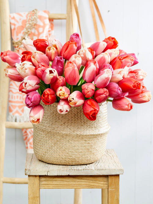 Tulip Pride and Joy Collection mixed colours