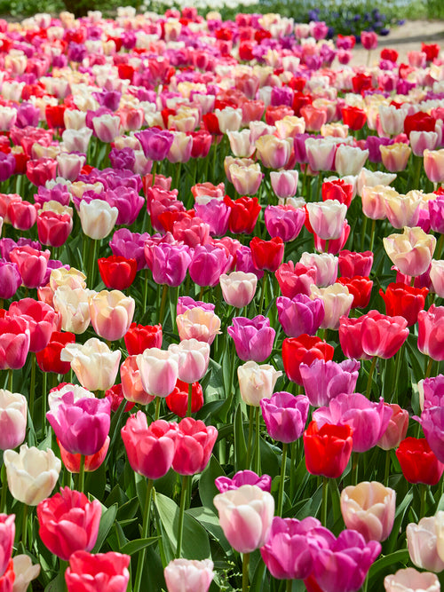 Darwin Hybrid tulips blooming outdoors