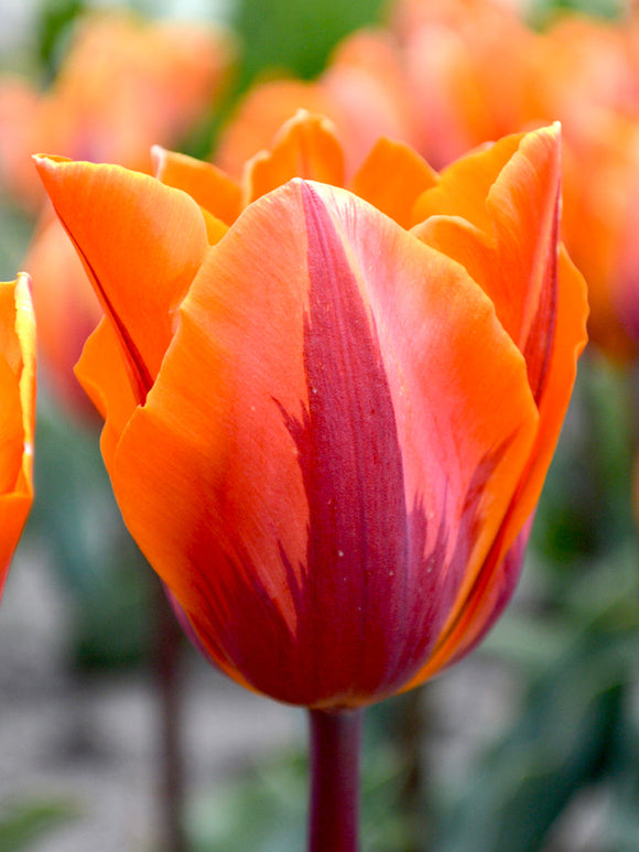 Tulip Bulbs Princess Irene
