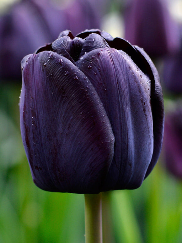 Tulip Queen of Night - The Black Tulip