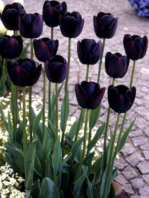 Black Tulip Queen of Night - UK Delivery