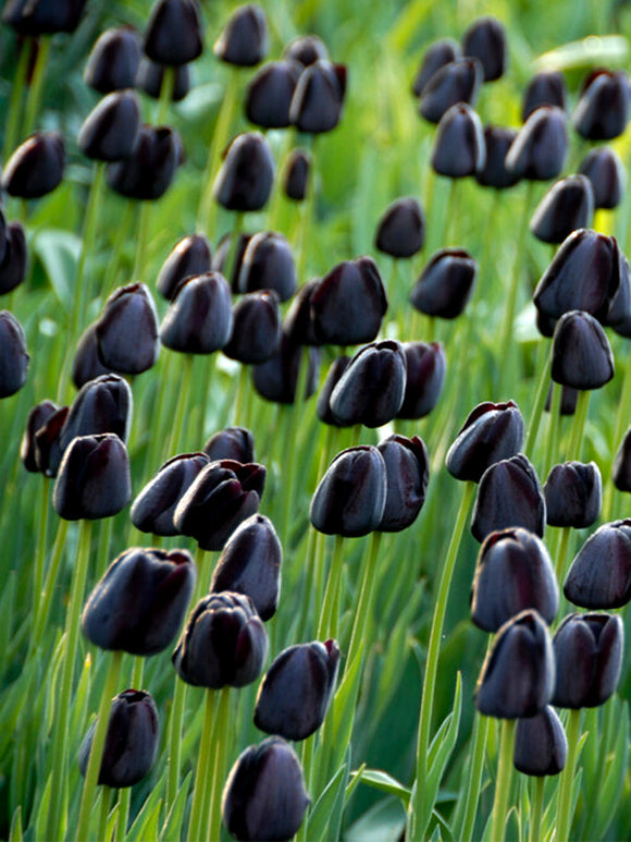 Tulip Black Queen of the Night UK Shipping