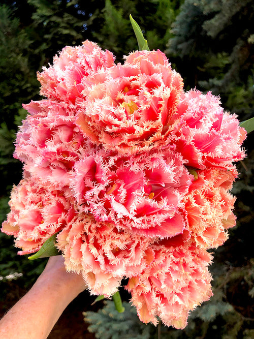 Tulip flower bulbs queensland