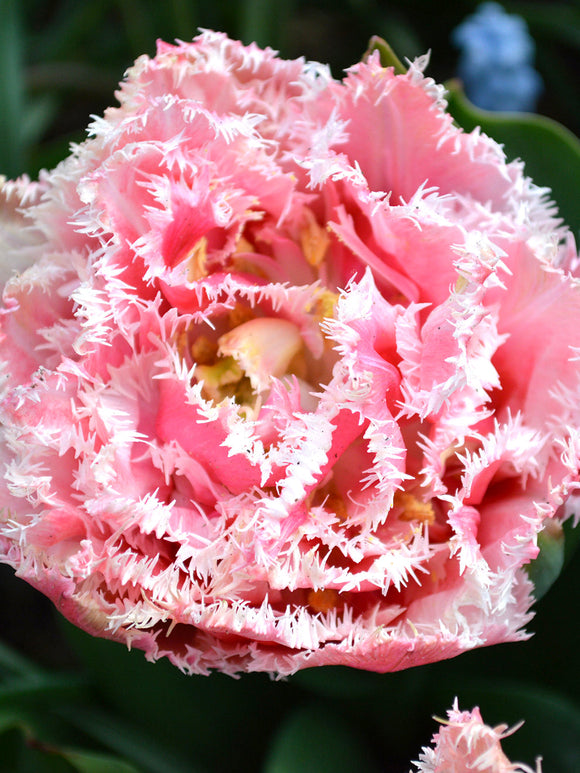 tulip queensland flower bulbs