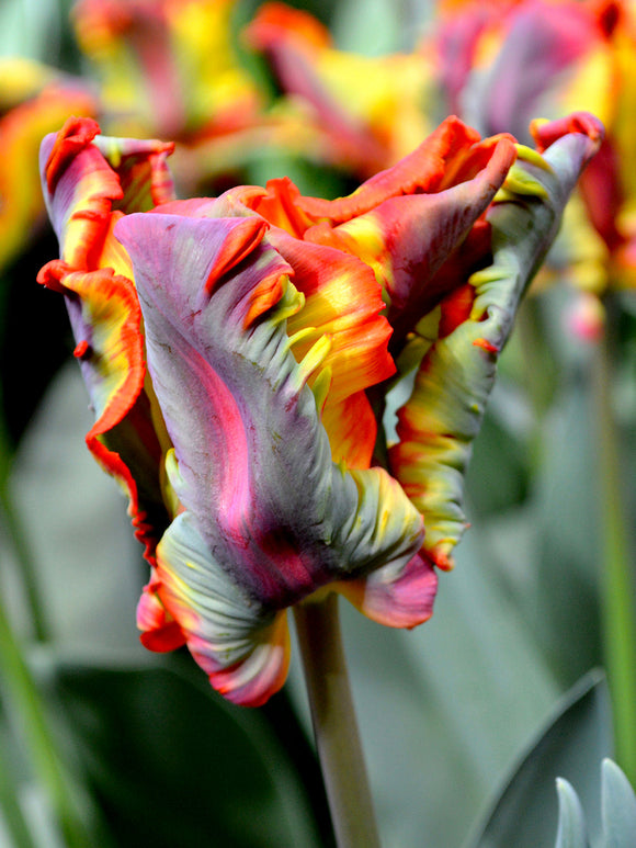 Tulip Bulbs Rainbow Parrot