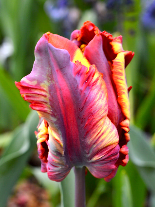 Tulip 'Rainbow Parrot' exclusive