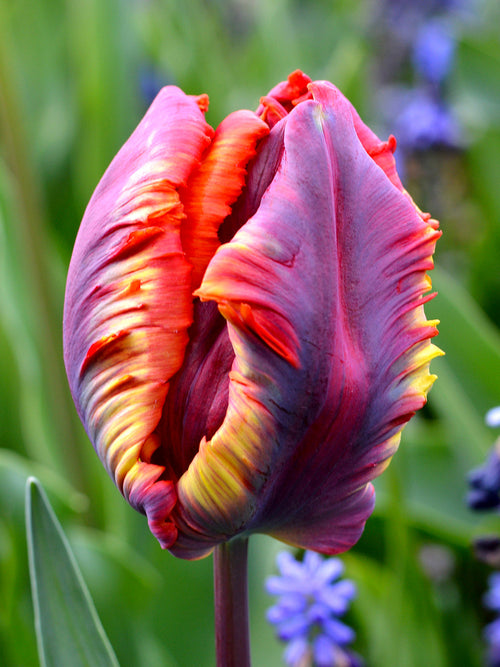 Tulip bulbs 'Rainbow Parrot' UK Delivery