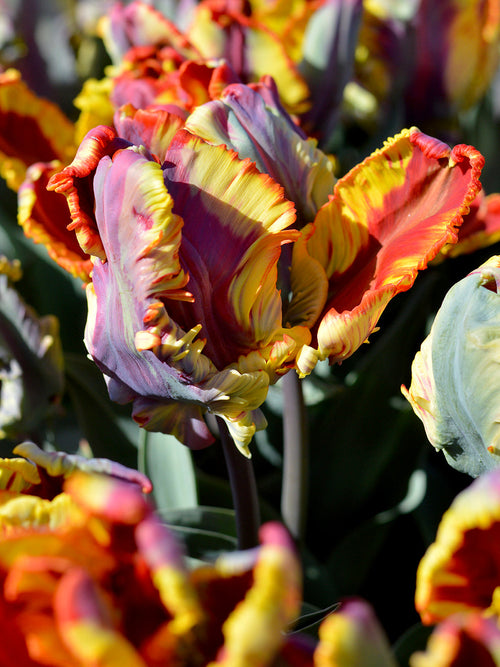 Tulip bulbs 'Rainbow Parrot' UK Delivery