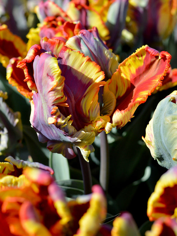 Tulip bulbs 'Rainbow Parrot' UK Delivery