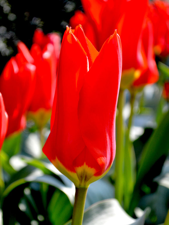 Tulip Bulbs Red Emperor