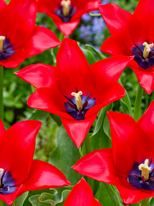 red tulips with blue center flower bulbs