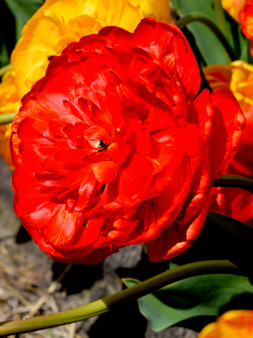 Tulip Bulbs Red Pomponette