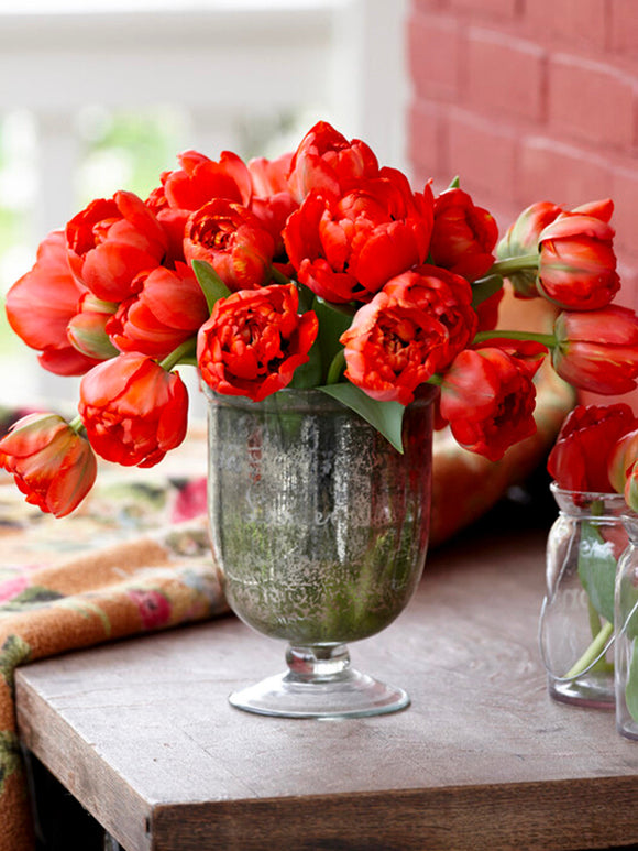 Buy Tulip Bulbs Red Pomponette - Double Peony Darwin Hybrid