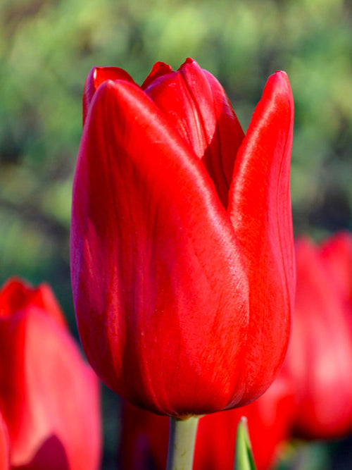 Red Triumph Tulip Bulbs - Red Power Flower Bulbs
