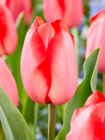 Tulip Red Tiger