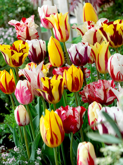 Tulip Bulbs Rembrandt Mixed Colours UK Delivery