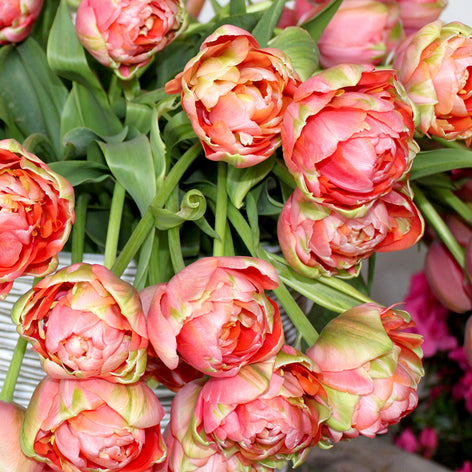 Tulip Renown Unique - DutchGrown UK Delivery
