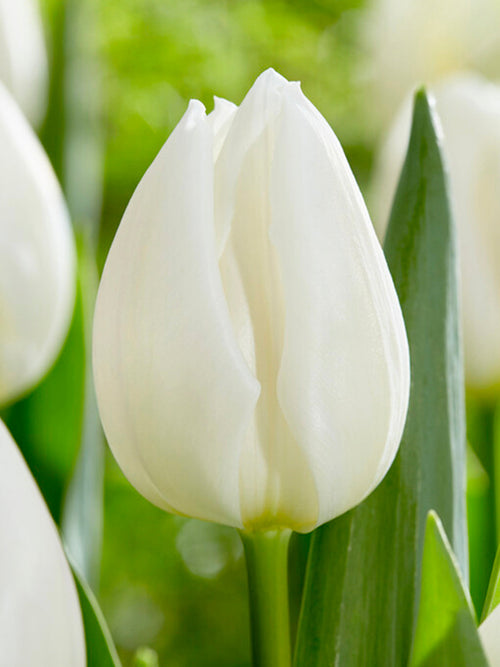 Tulip Royal Virgin Bulbs from Holland