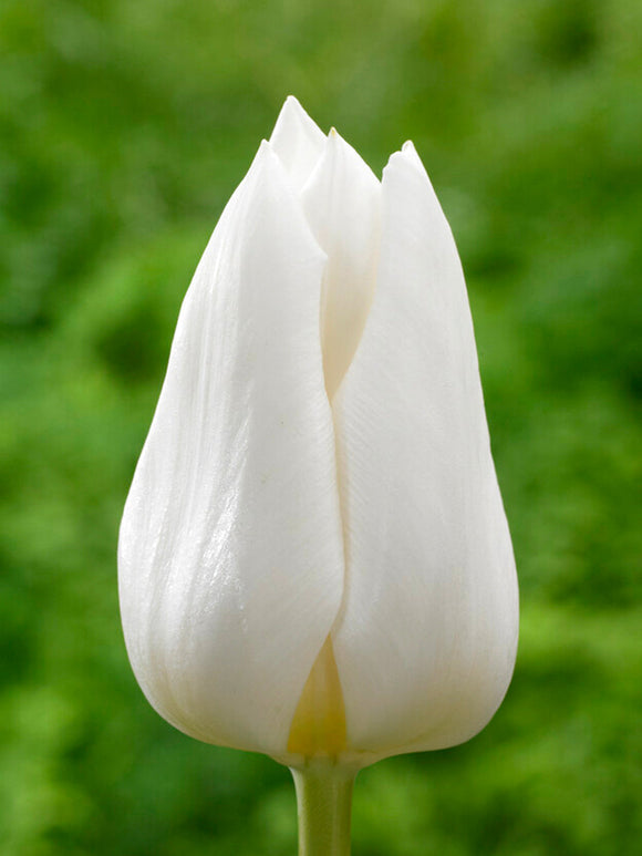Buy Tulip Bulbs Royal Virgin UK Delivery