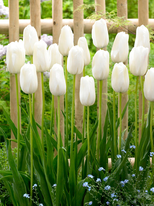 Tulip Bulbs Royal Virgin