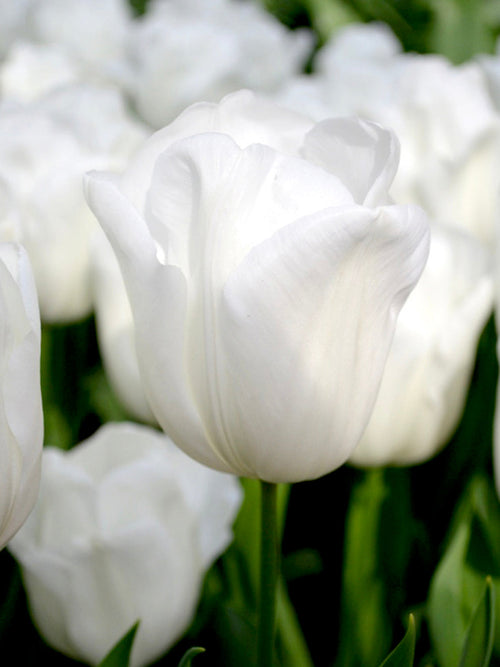 Tulip Royal Virgin