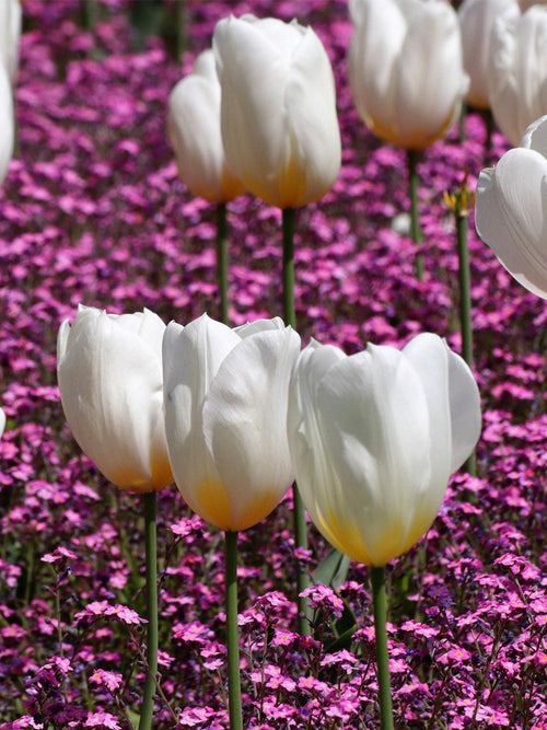 Triumph Tulip Royal Virgin