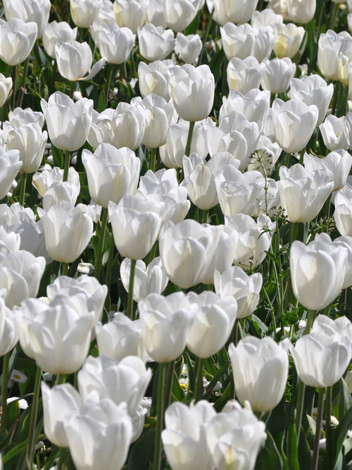 Tulip Royal Virgin Flower Bulbs