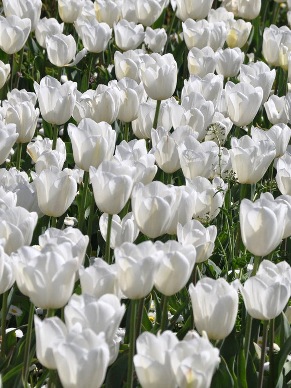 Tulip Royal Virgin Flower Bulbs