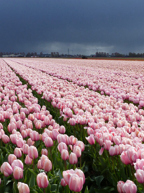 Tulip Field Salmon Impression