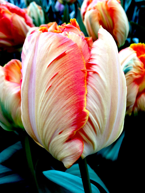 Salmon Parrot Tulip Bulbs Top Quality