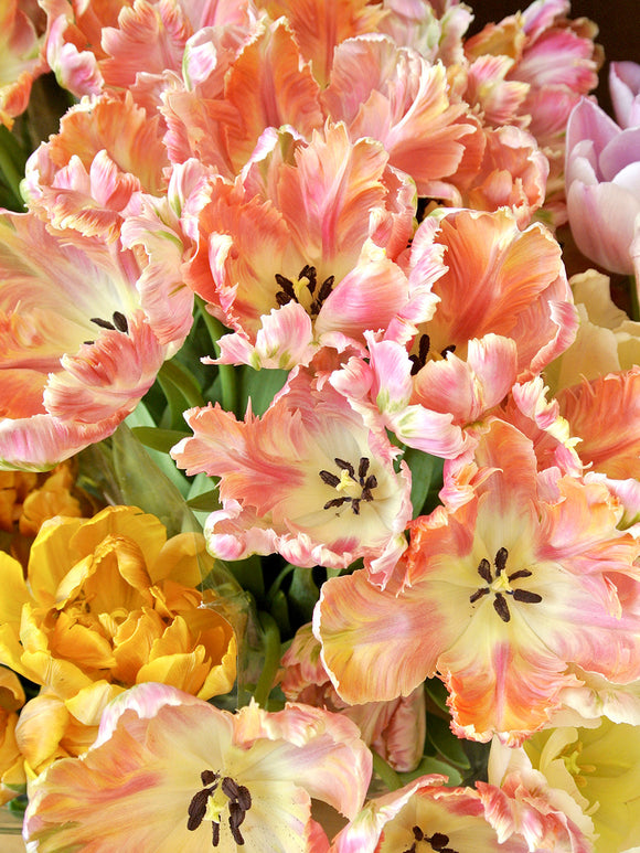 Salmon Parrot Tulip Bulbs UK delivery