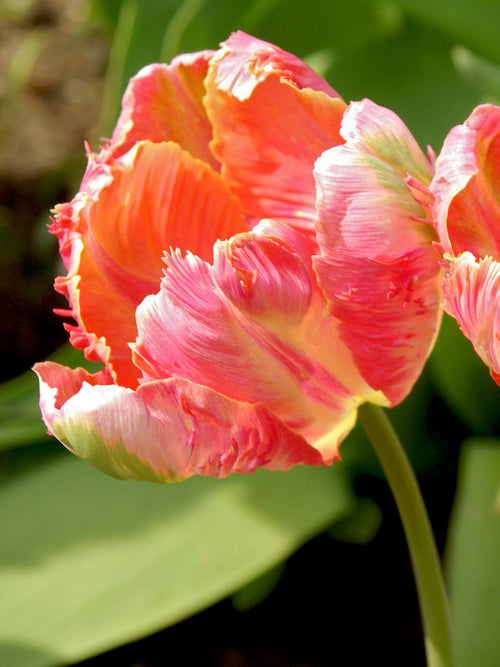 Salmon Parrot Tulip Bulbs from Holland