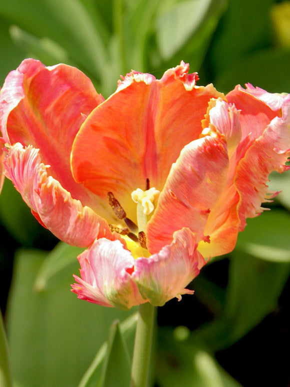 Salmon Parrot Tulip Bulbs UK delivery