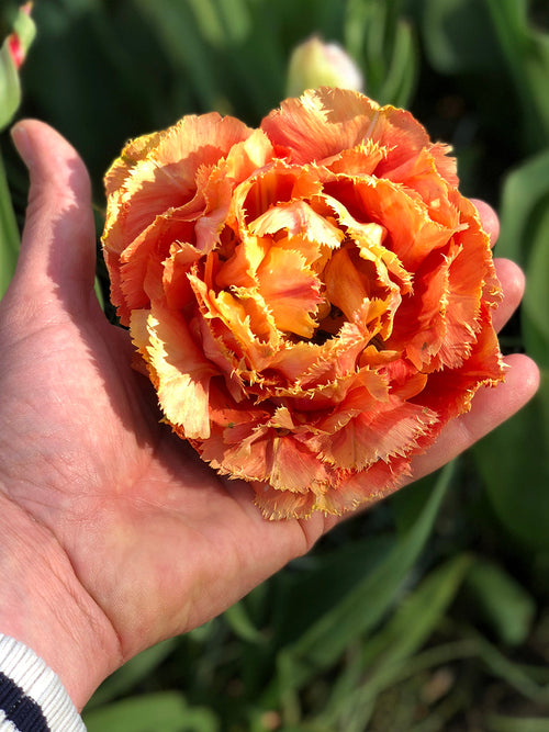 Tulip Sensual Touch - Double Fringed Orange Peach Tulip UK Shipping