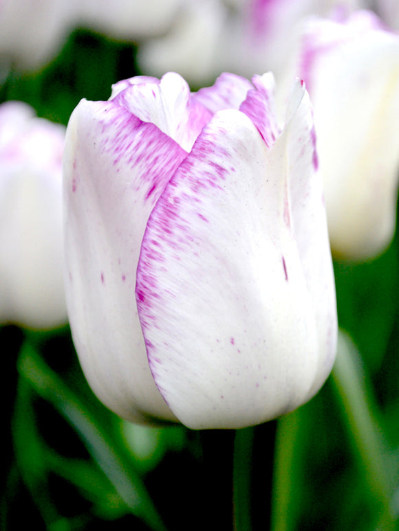 Tulip Bulbs Shirley
