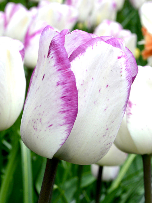 Tulip Shirley Bulbs from Holland