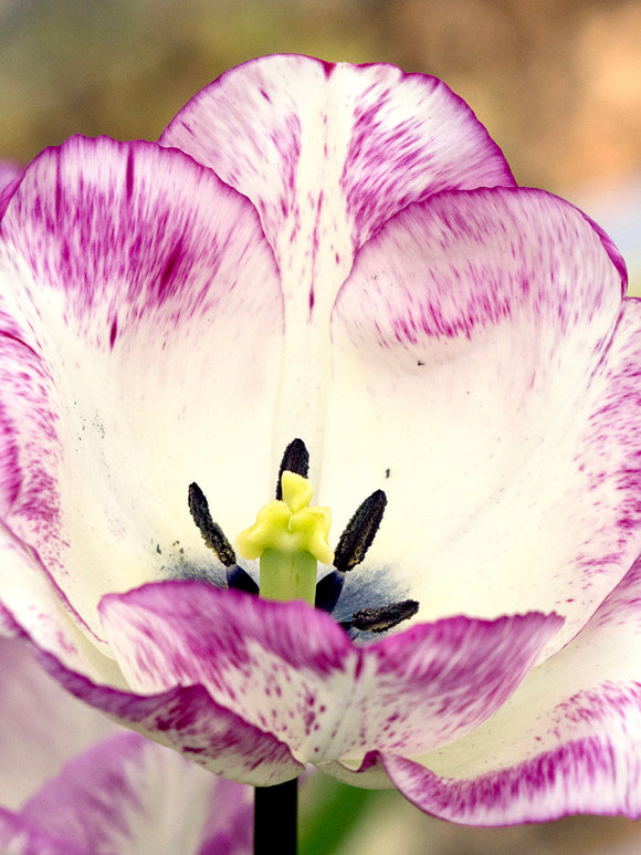 Tulip Shirley Bulbs from Holland